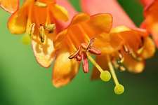 Honeysuckle fleur de bach 1