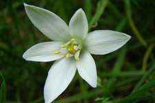 Star of bethlehem fleur de bach 1