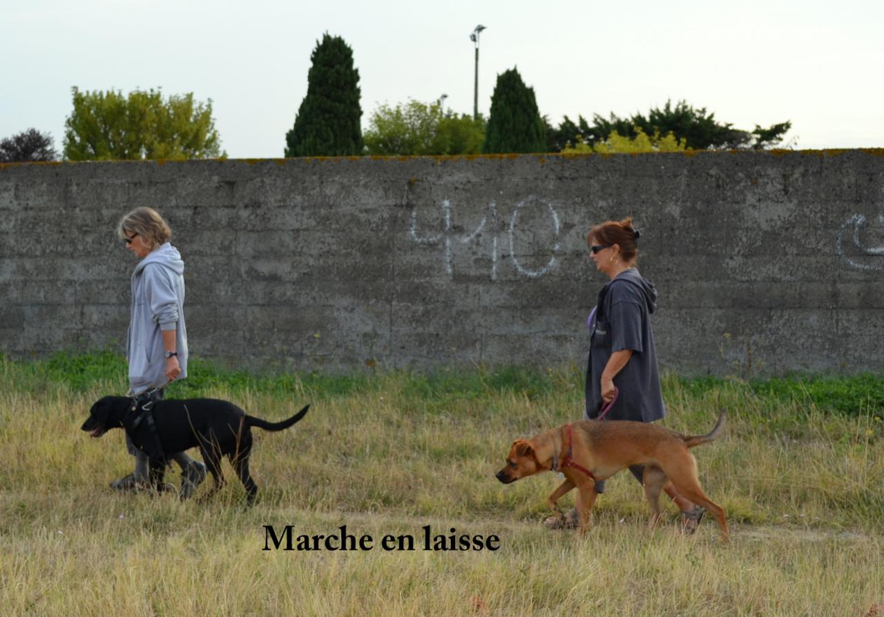 La marche en laisse