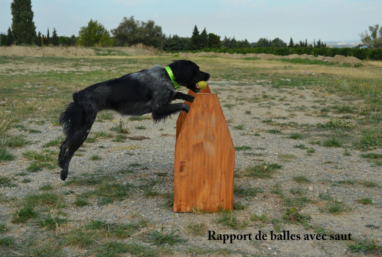 Saut d'obstacle avec rapport de balles